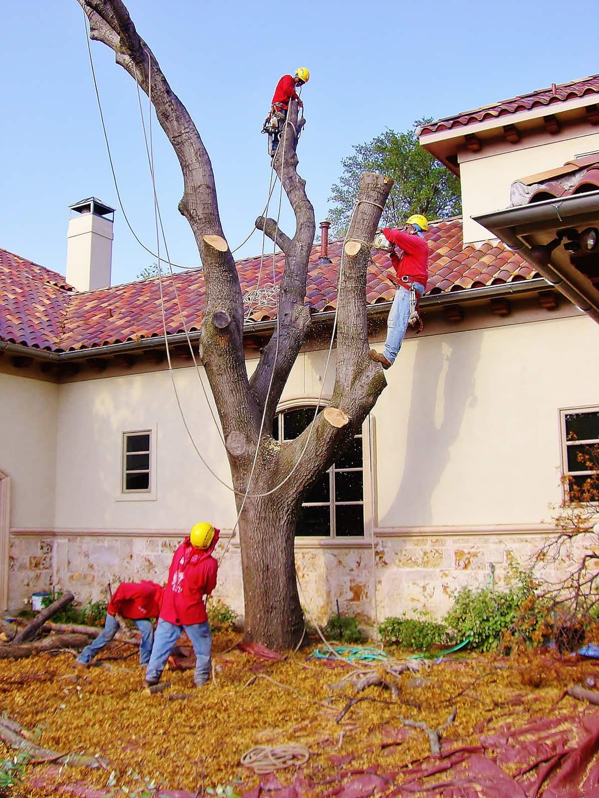 Crane service for large tree removal