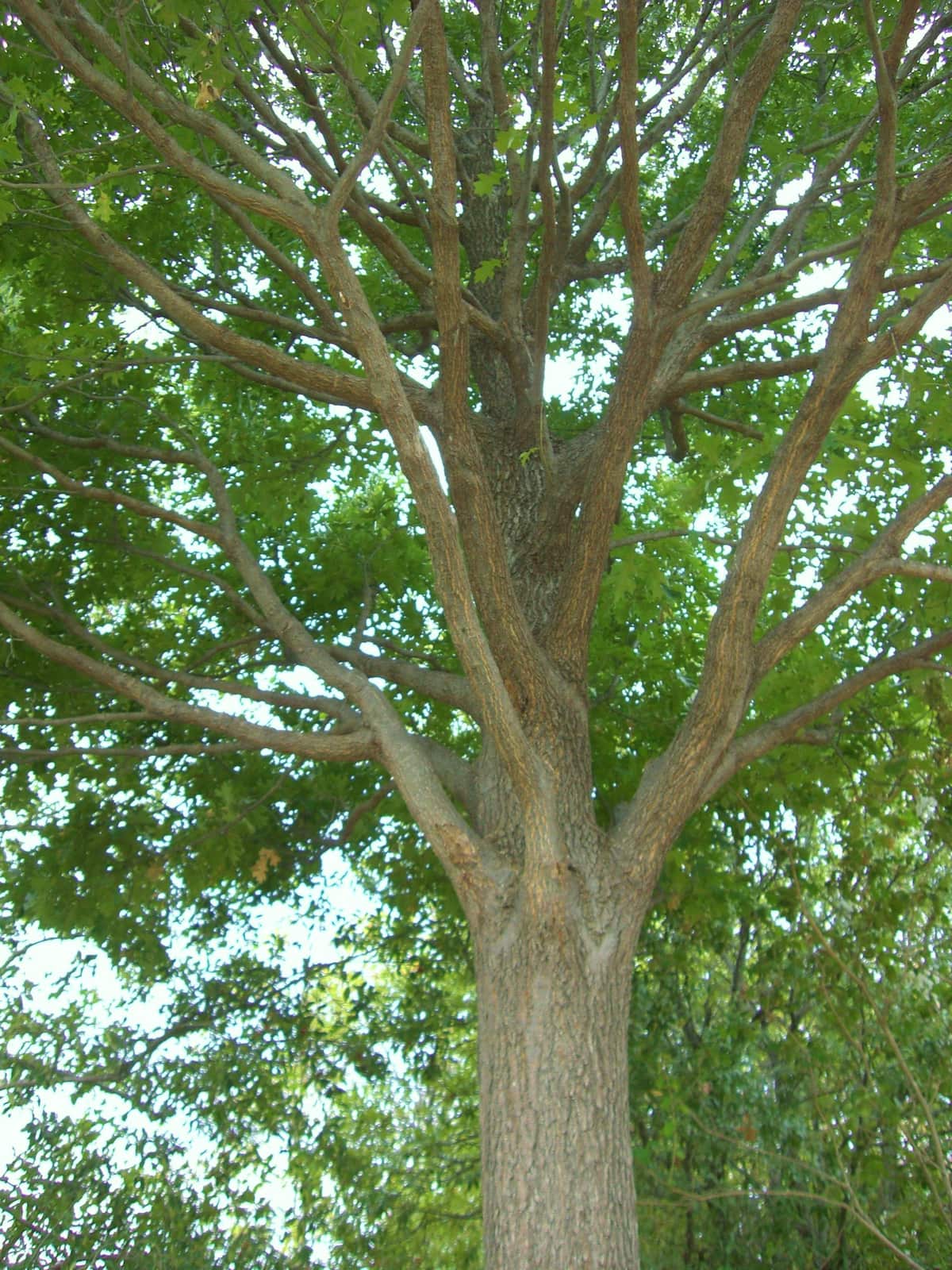 A Better Arborist team Dallas