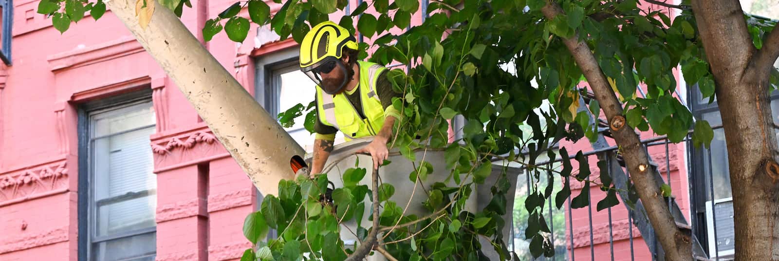Professional tree service Dallas