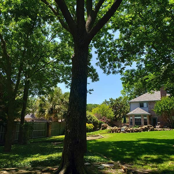 Arborist crew at work