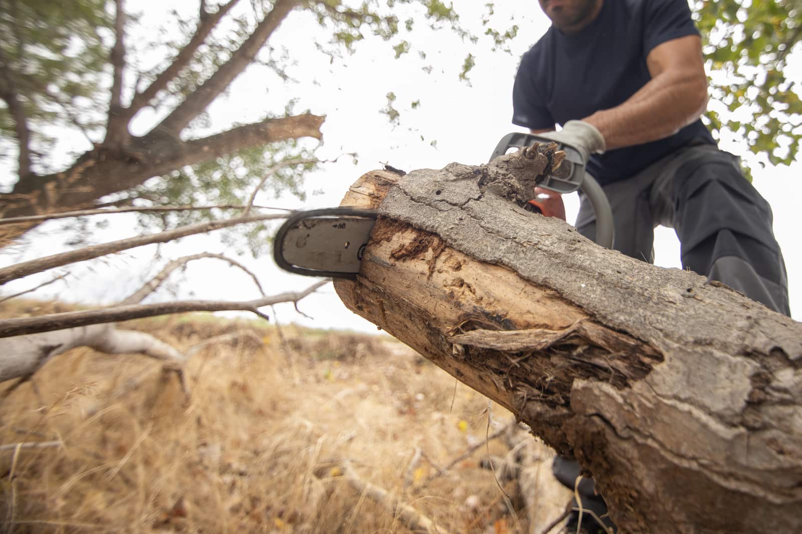 Crane service for large tree removal Dallas
