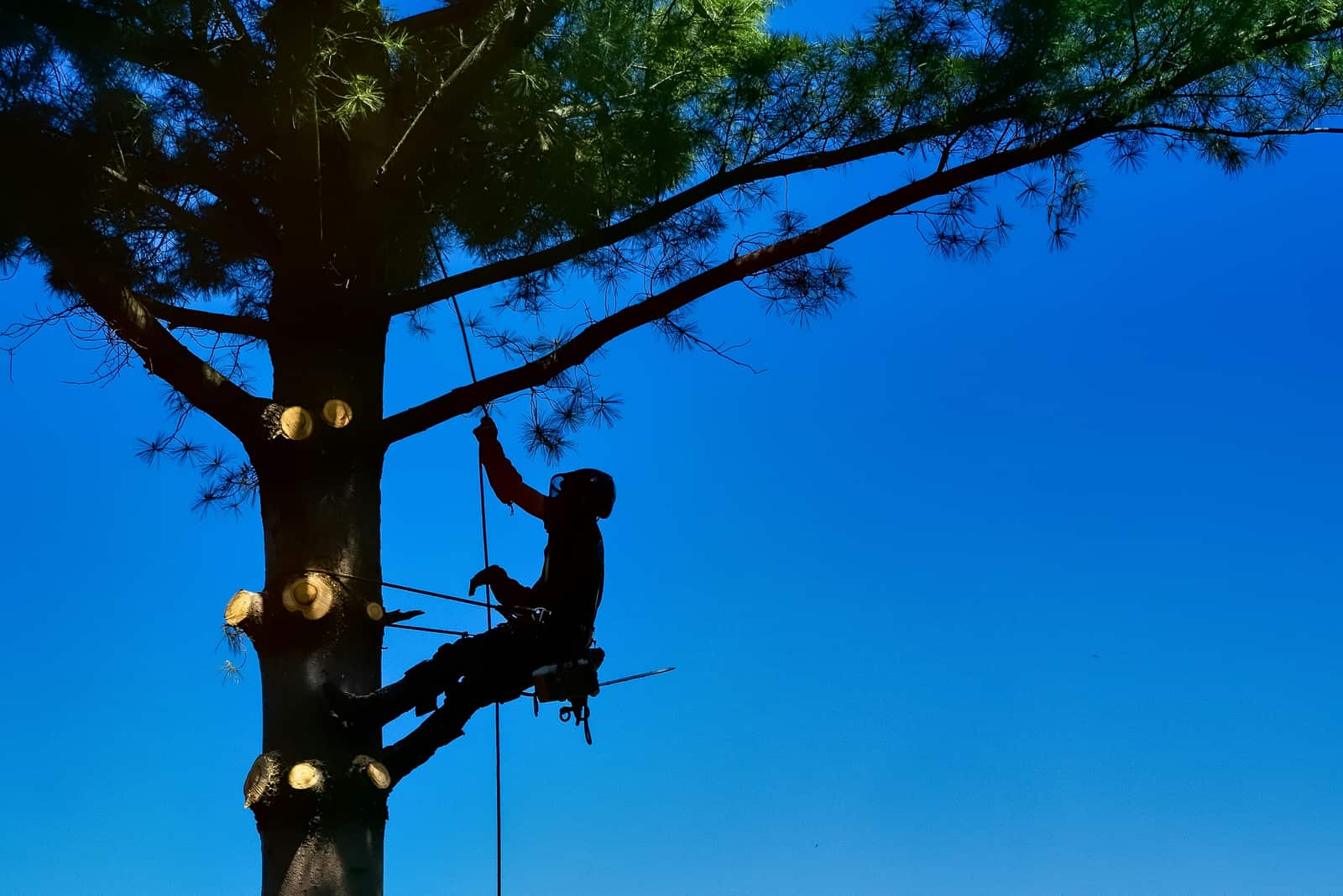 Sick tree diagnosis Dallas arborist