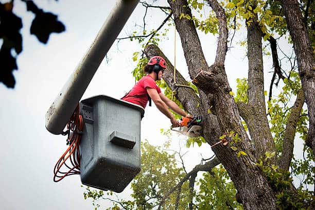 Tree removal service in Dallas