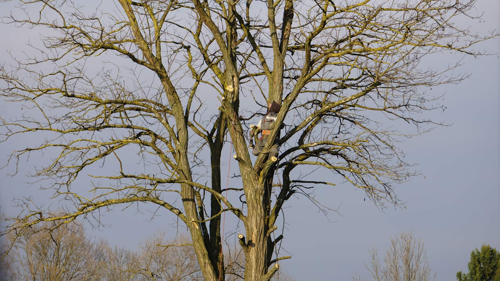 Tree pruning service in Dallas